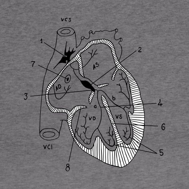 Anatomical Heart by euglenii